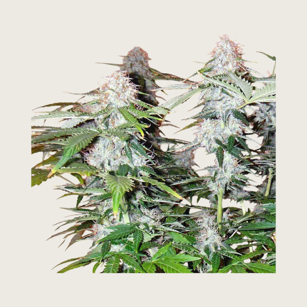 Canuk Seeds Northern Lights, Online Dispensary | Herb Heaven